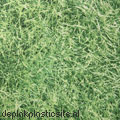 gras klebefolie
